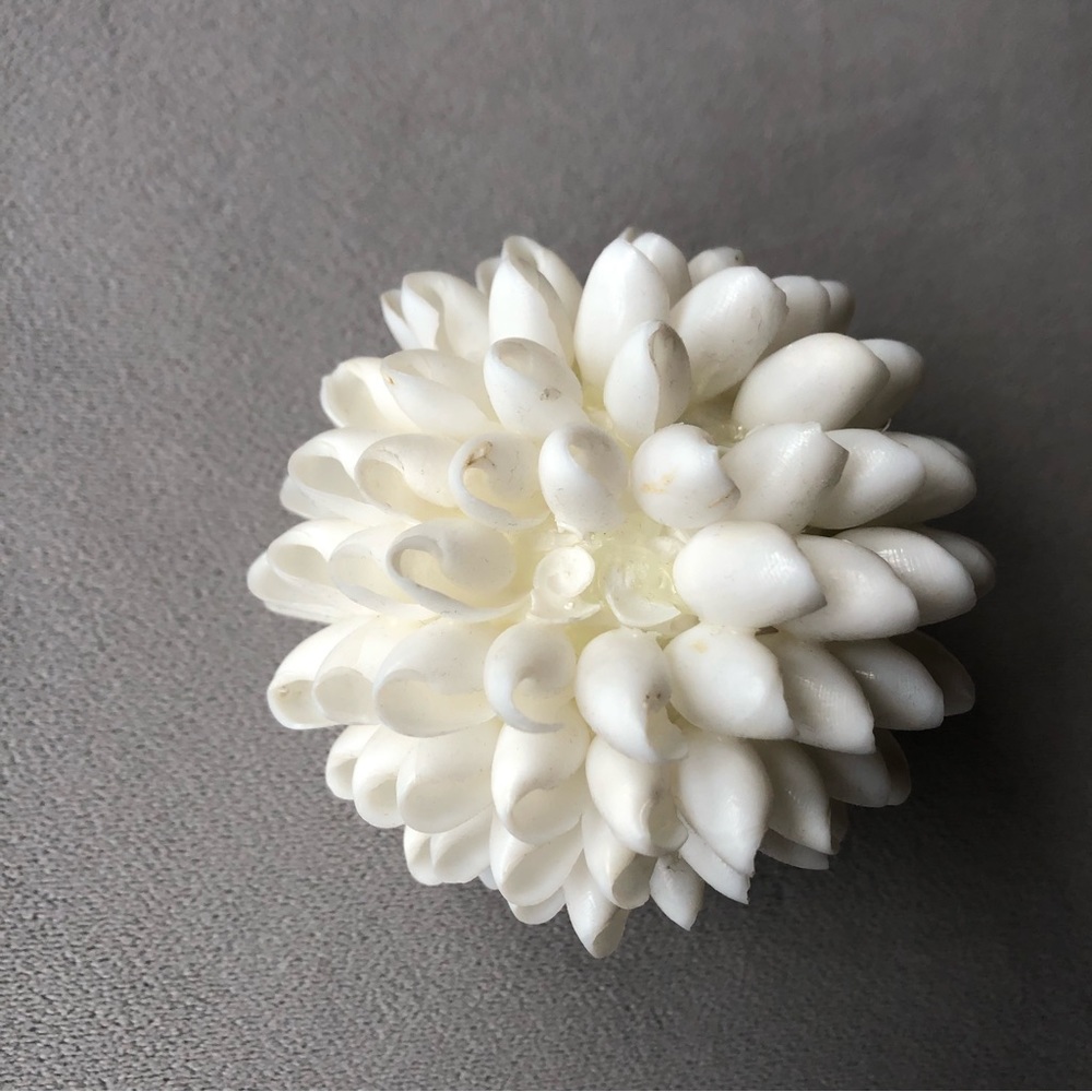 Seashell Decor ~ White ~ 3.5” - Picture 4 of 7